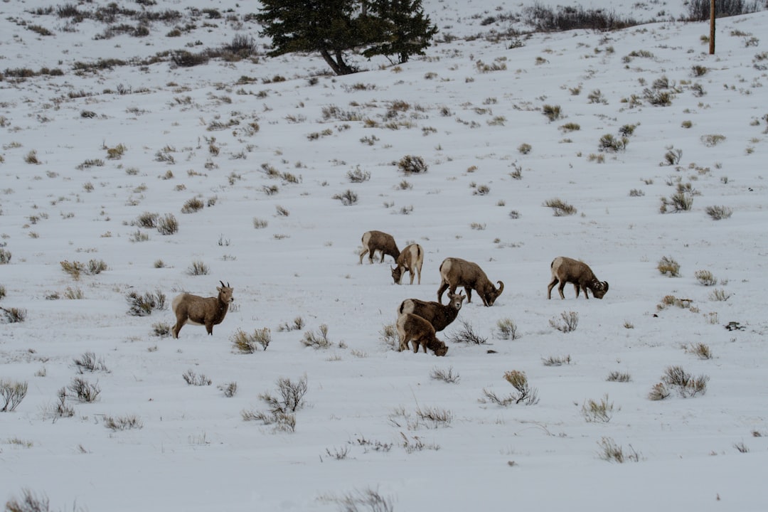 How Montana's Elk Time Their Migrations With Weather