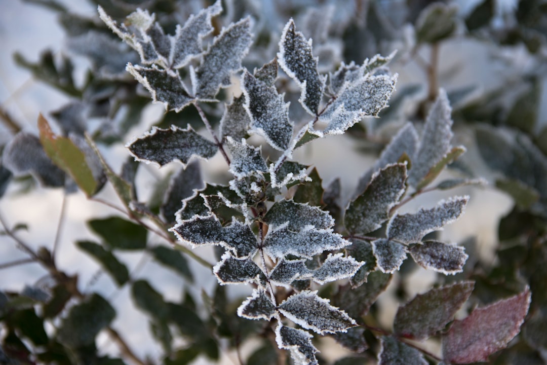 Montana's Last Frost Dates: A County Guide for Farmers